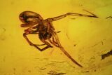 Fossil Spider (Aranea) In Baltic Amber #45127-2